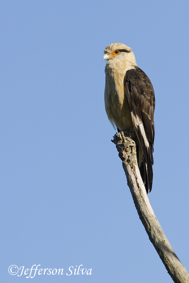 Yellow-headed Caracara
