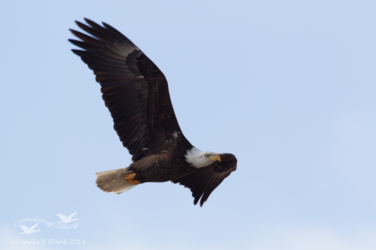 Another Eagle