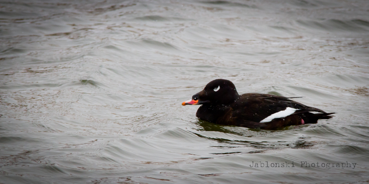 White-Winged Scoter