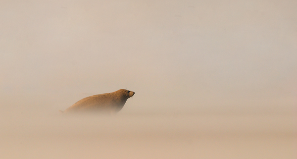 Desert Seal Scape #2