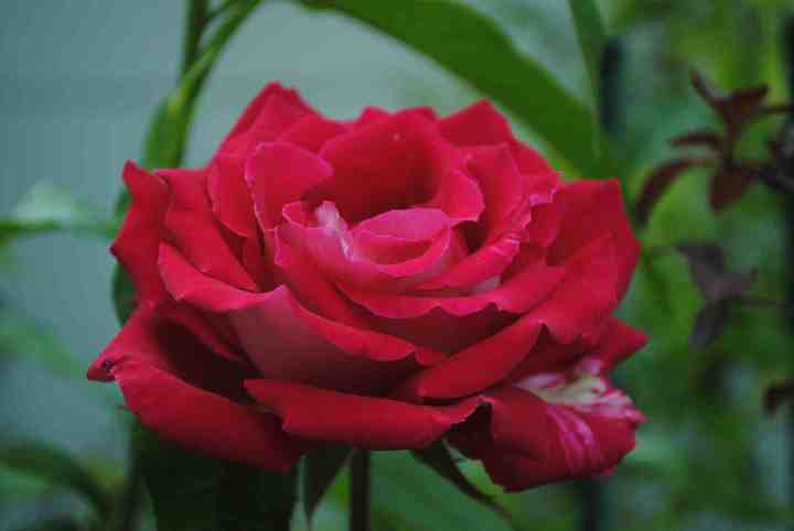 The Red Rose