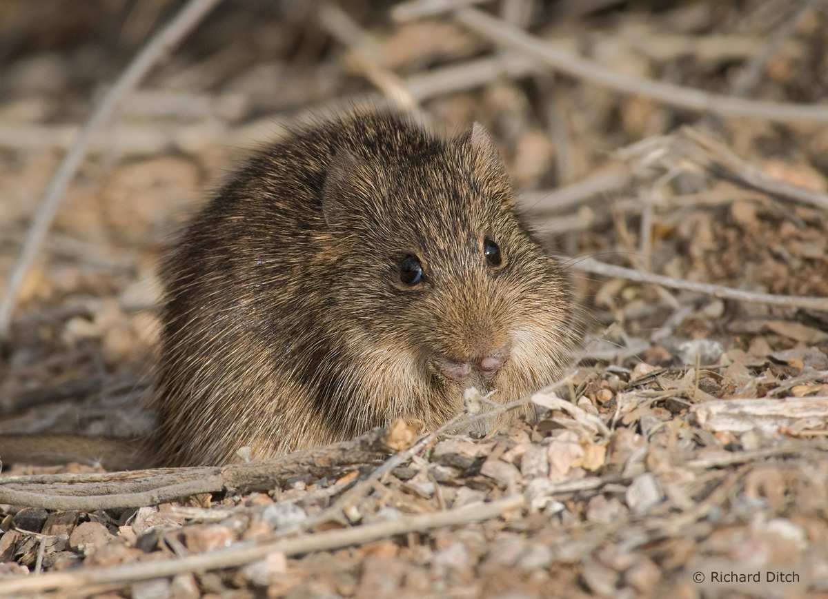 AZ Cotton Rat