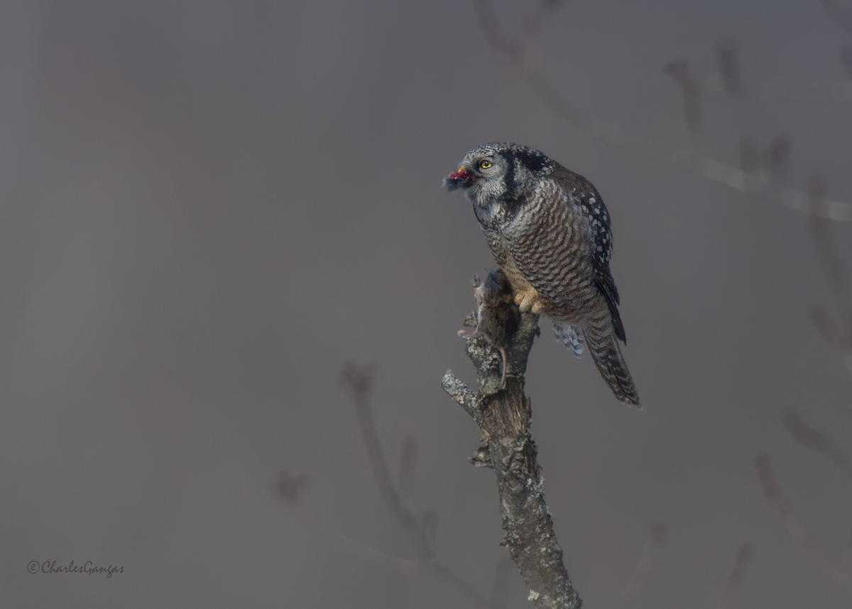 Hawk Owl & prey II