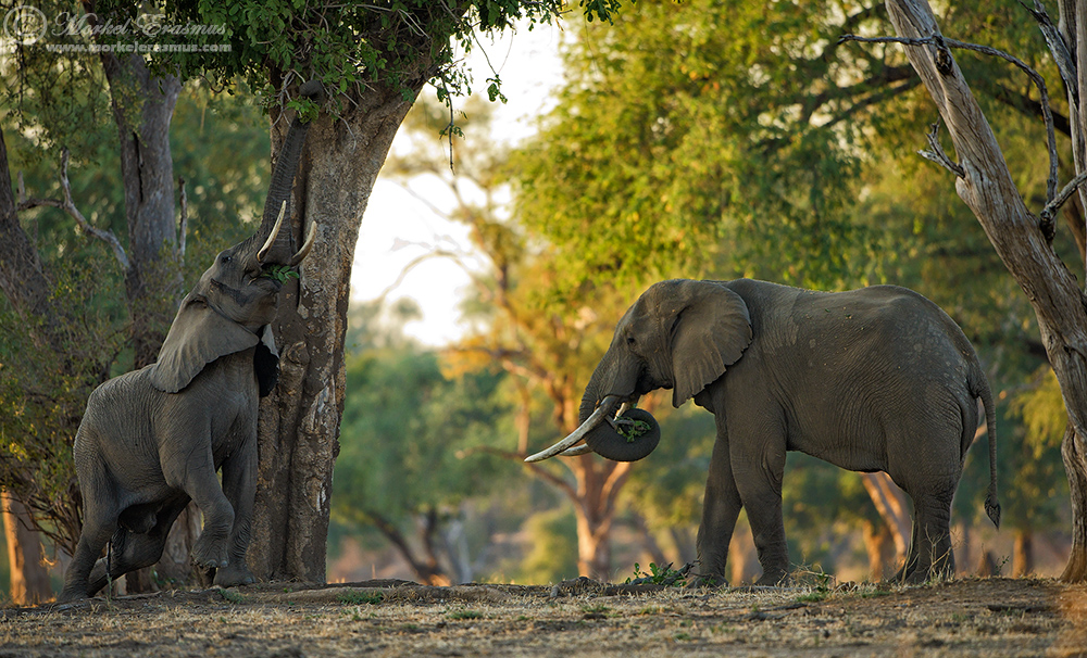 Breakfast in Mana Pools