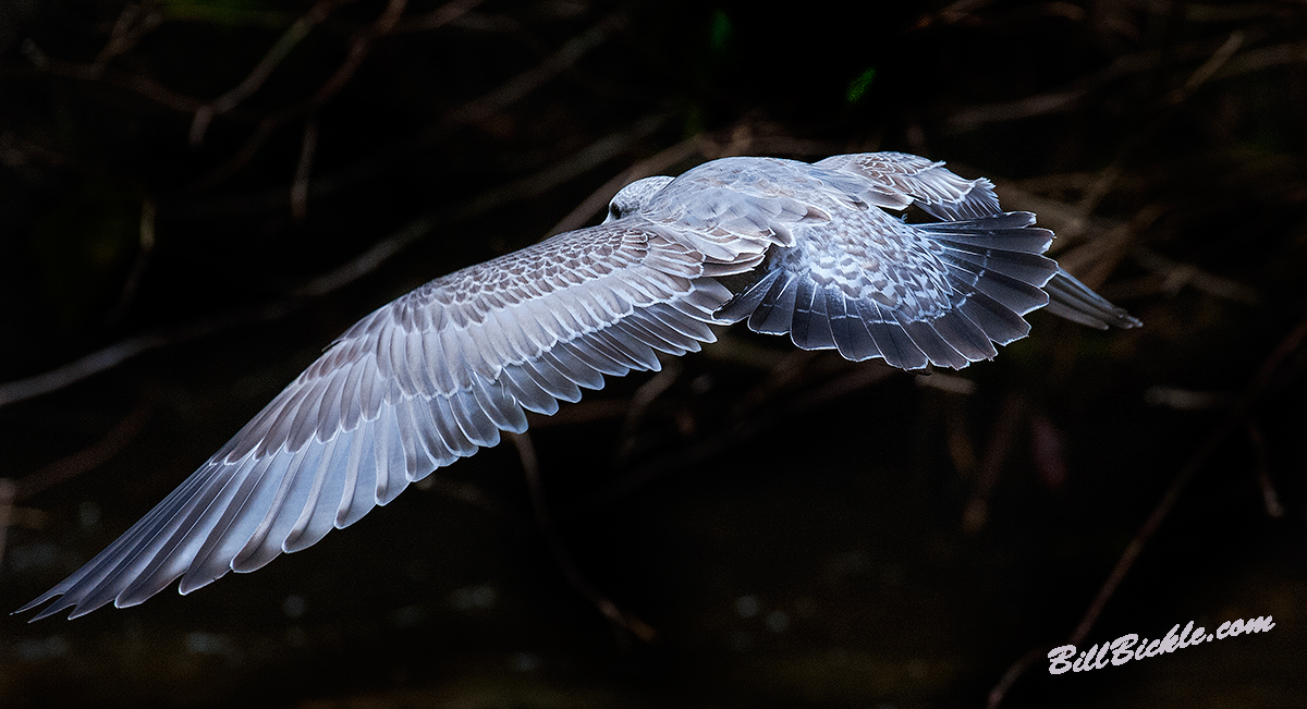 Hurricane  Bird 