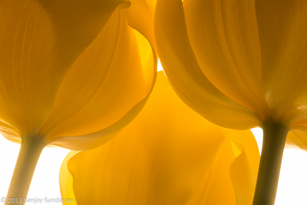 Golden Glow