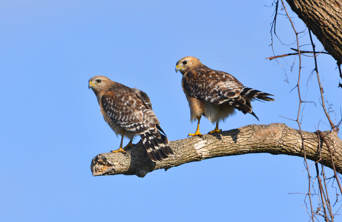 Red shouldered hawks
