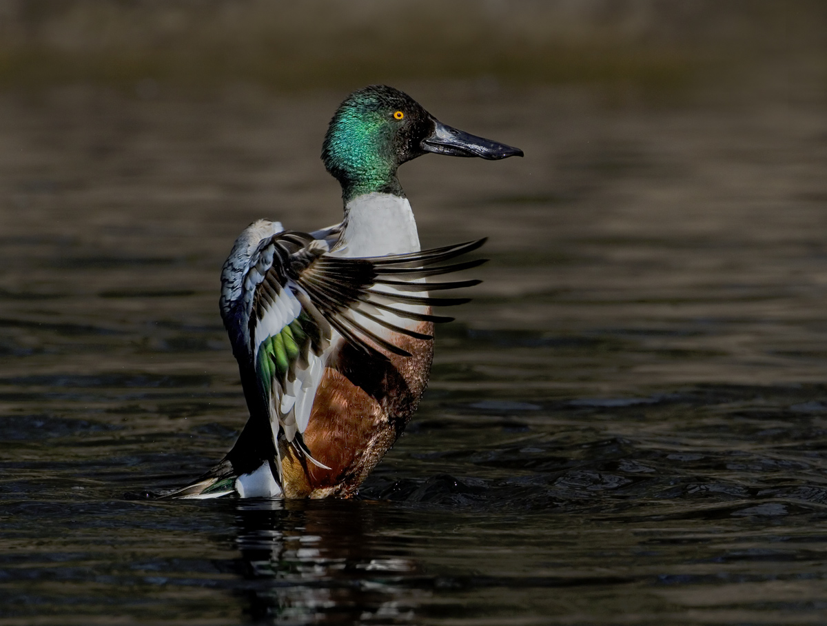 Shoveler Stretch