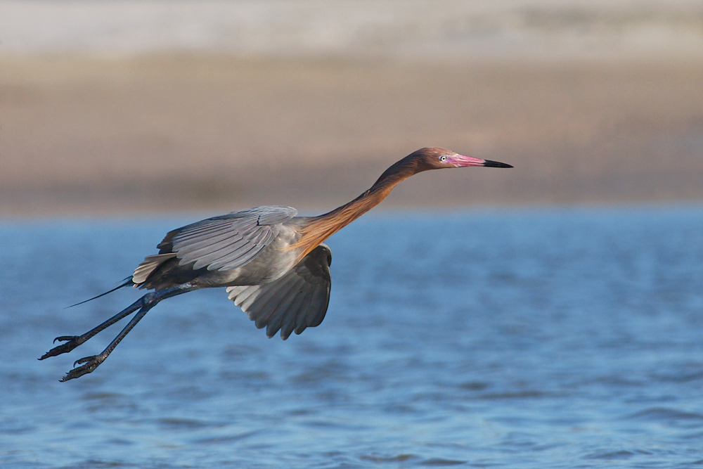 Reddish Egret #2