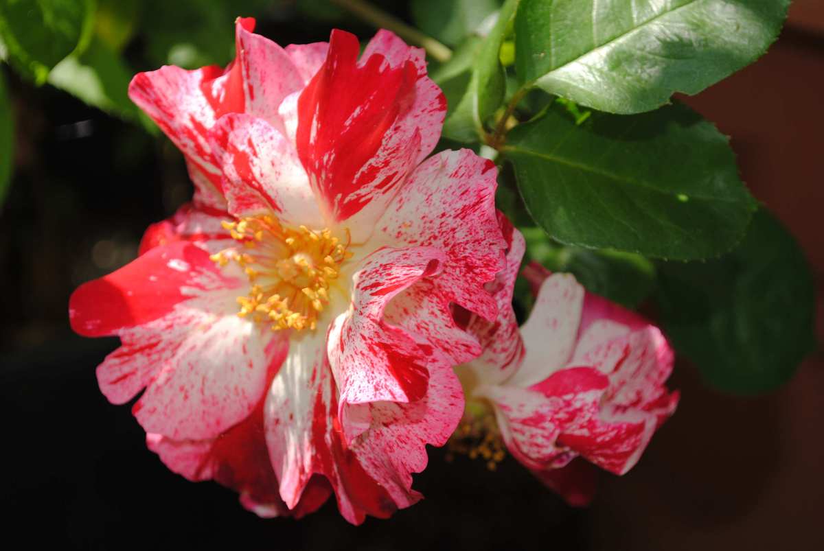 The Varigated Rose