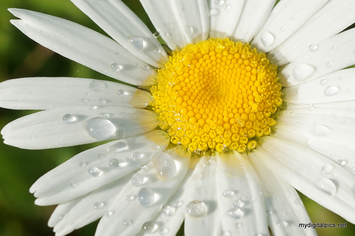 Dew on a Daisy