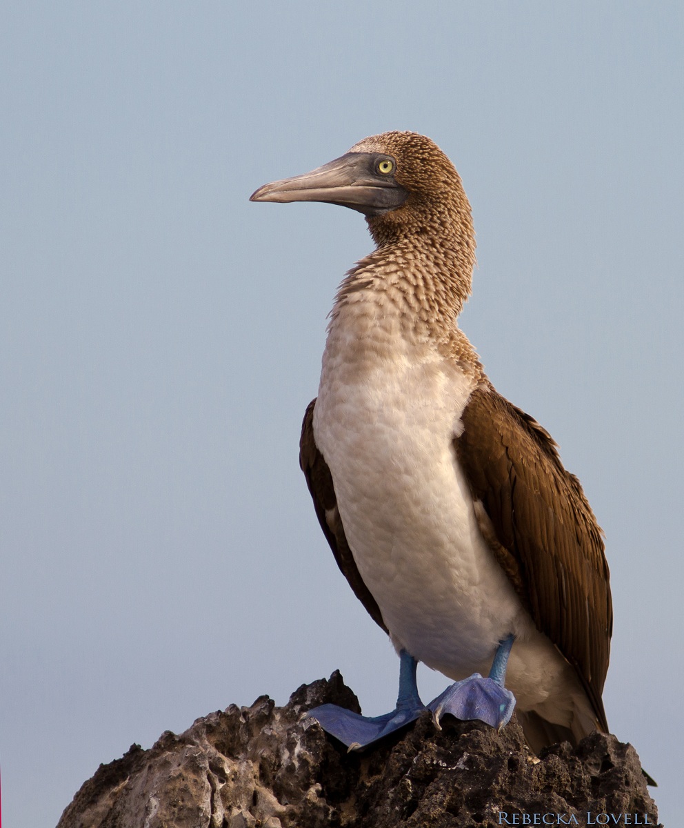 Blue-Footed Booby