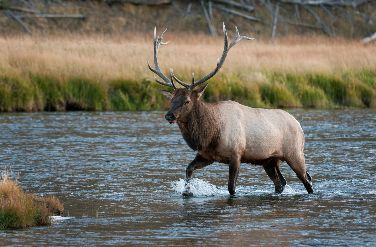 Yellowstone elk