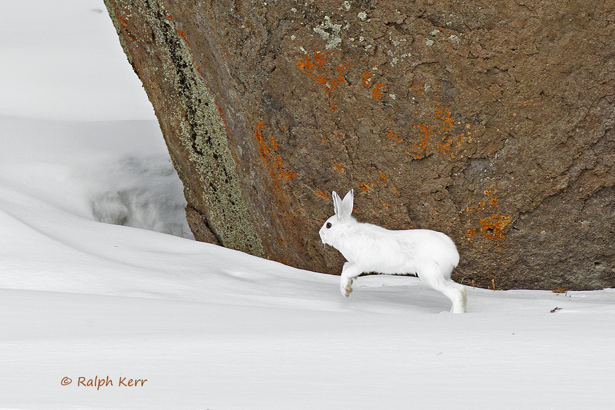 Snowshoe Hare