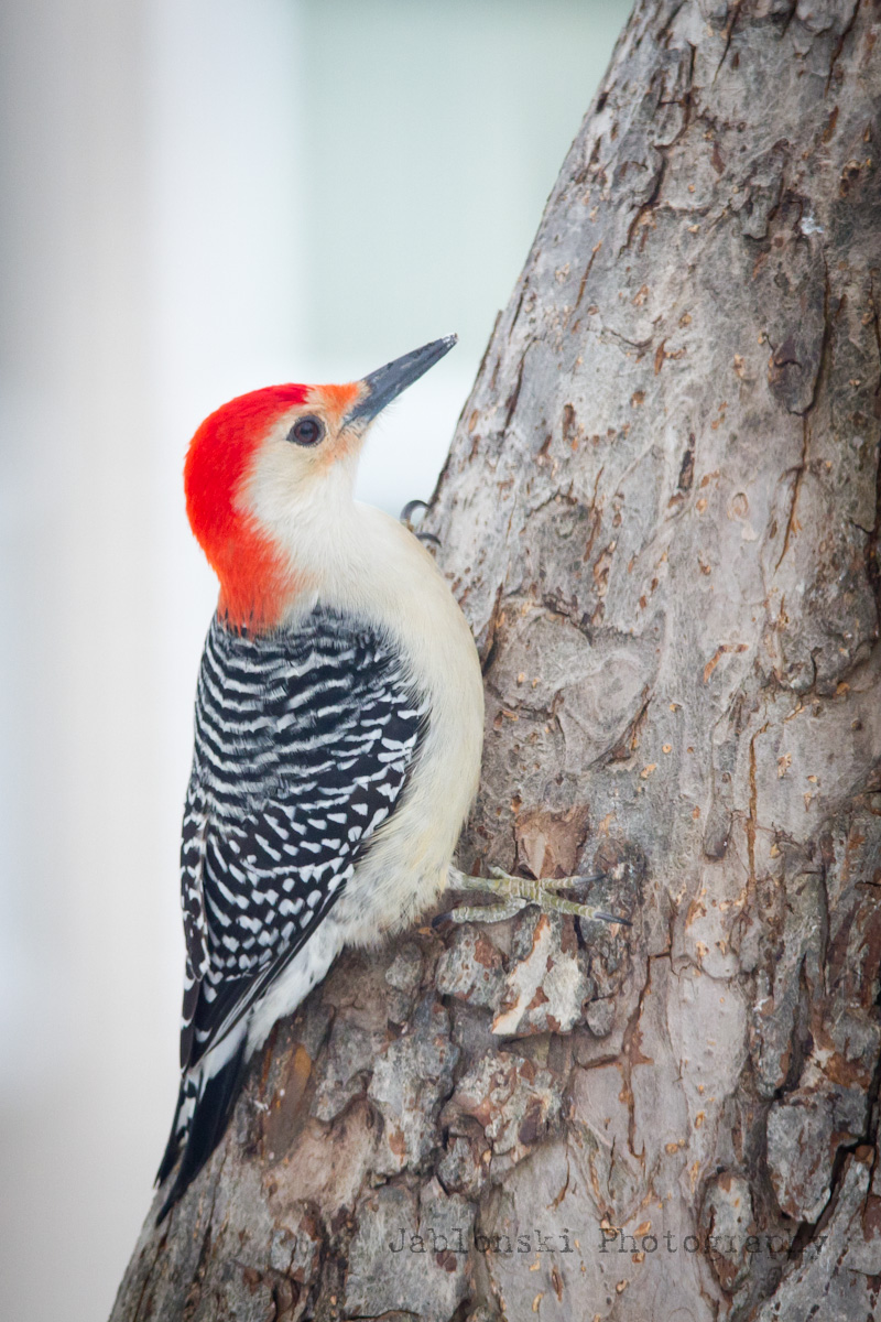 Red-Bellied Woodpecker