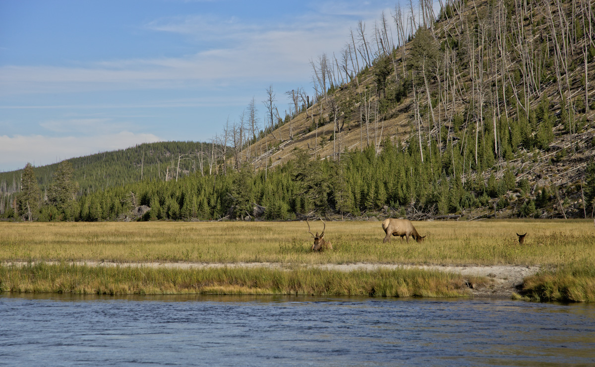 Yellowstone Elk