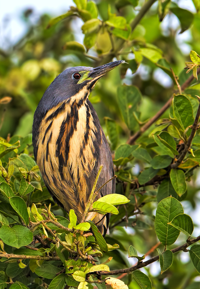 Dwarf Bittern