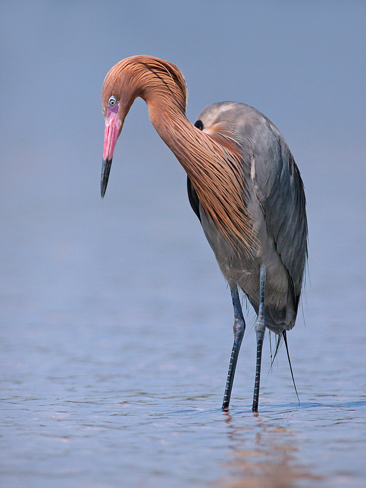 Reddish Egret #3
