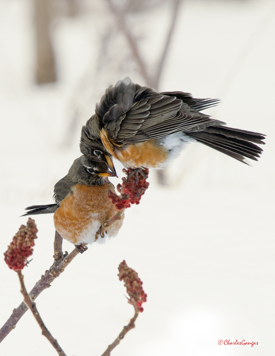 Sharing Robins