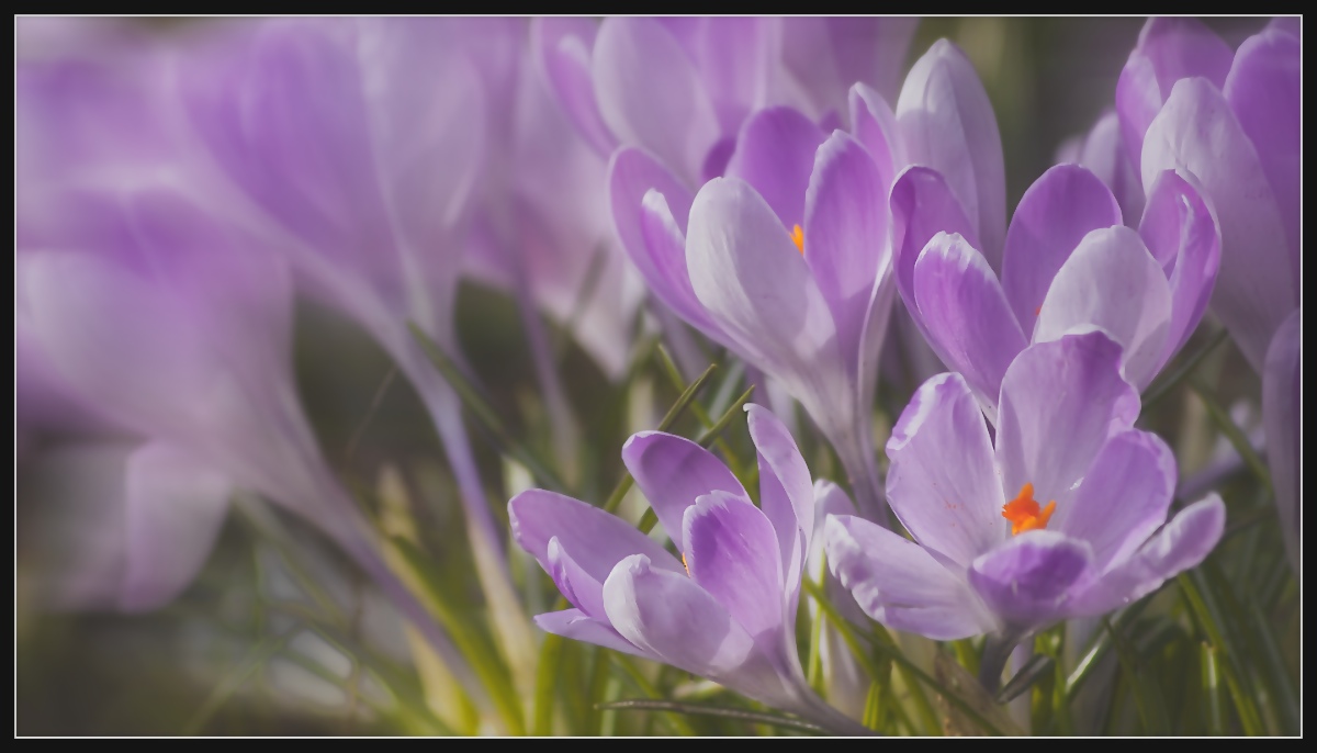 Joy of Spring
