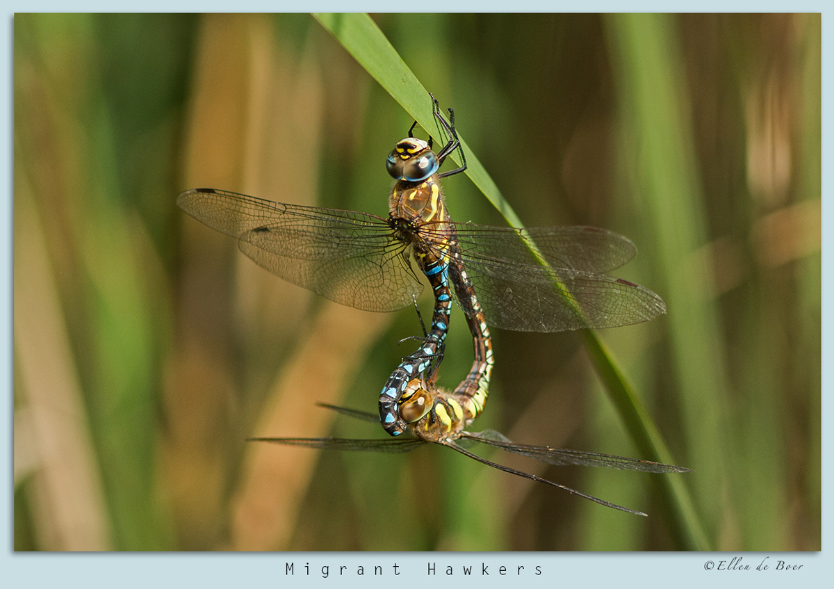 Migrant Hawker