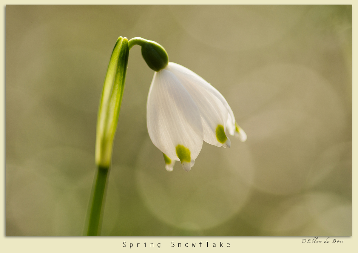 Spring Snowflake