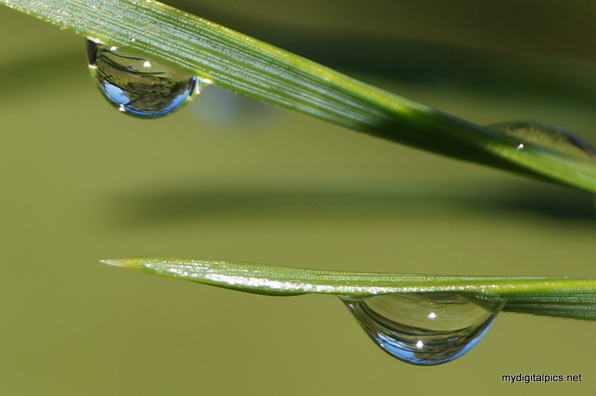Dew on Pine Needles
