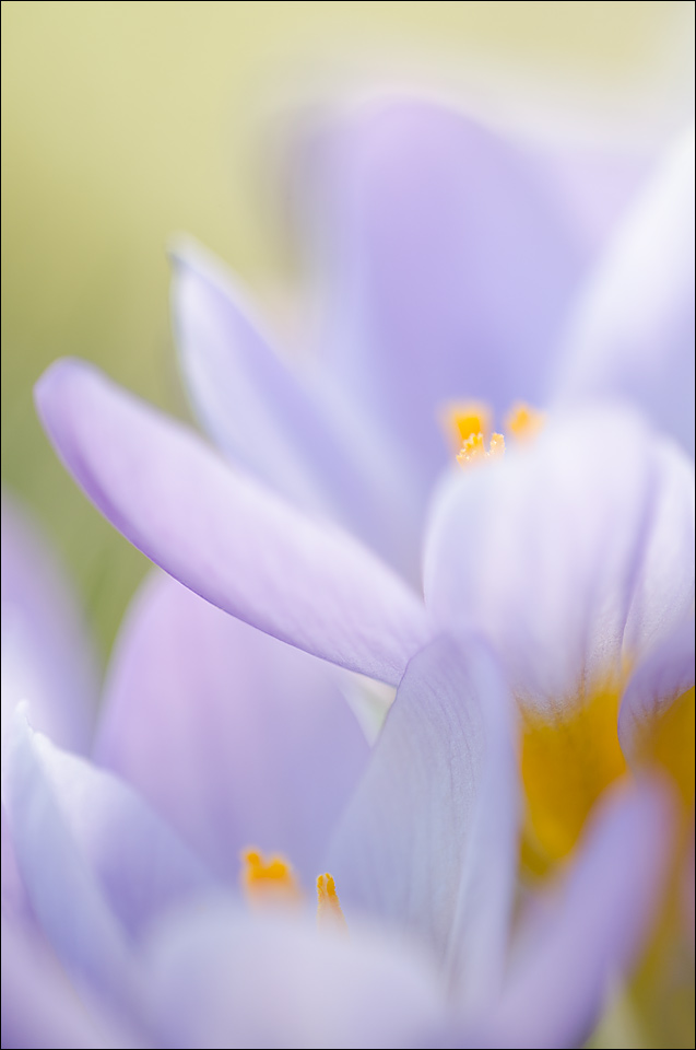 Crocus 2