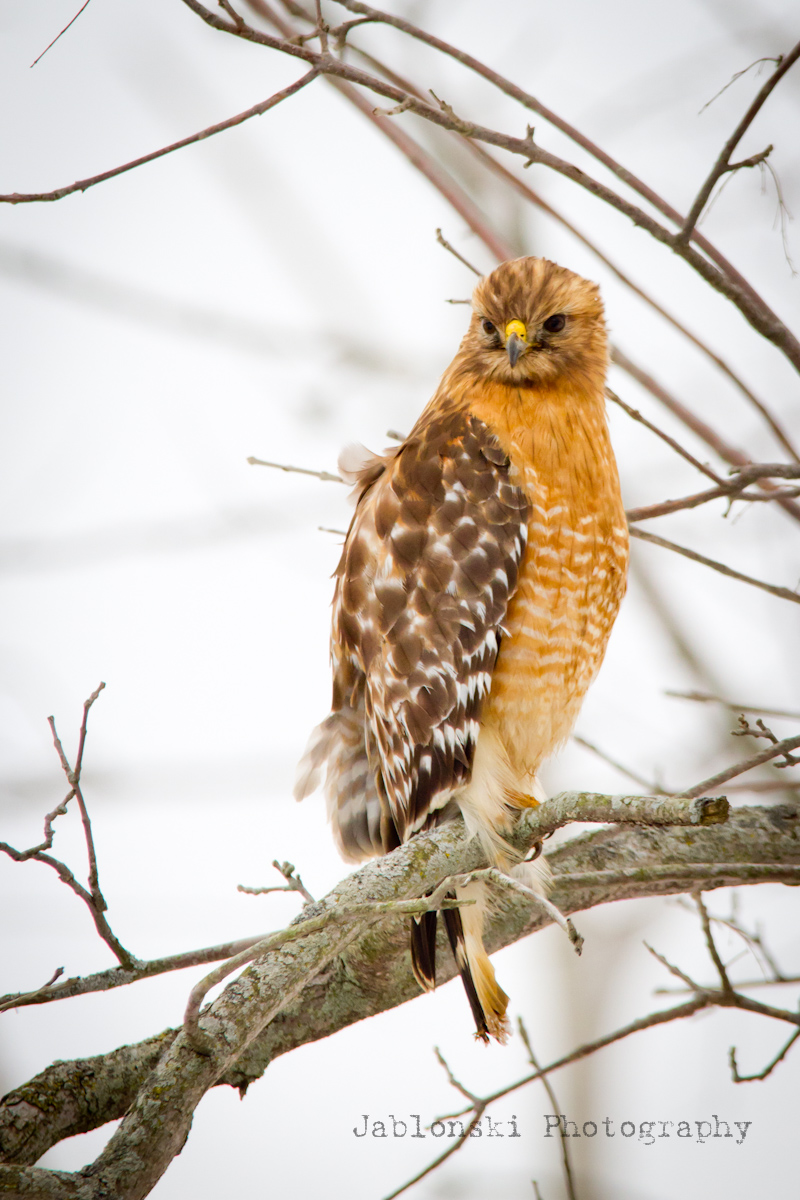 Red-Shouldered Hawk