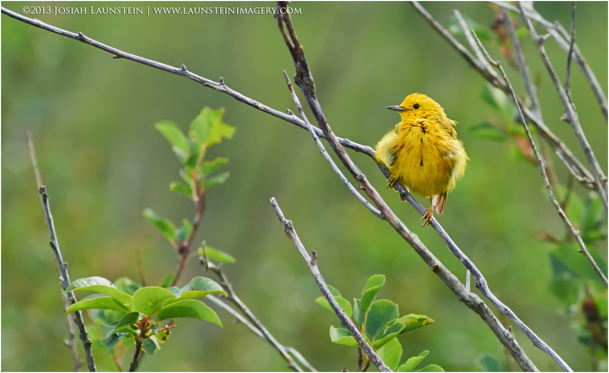 Juvi Yellow Warbler