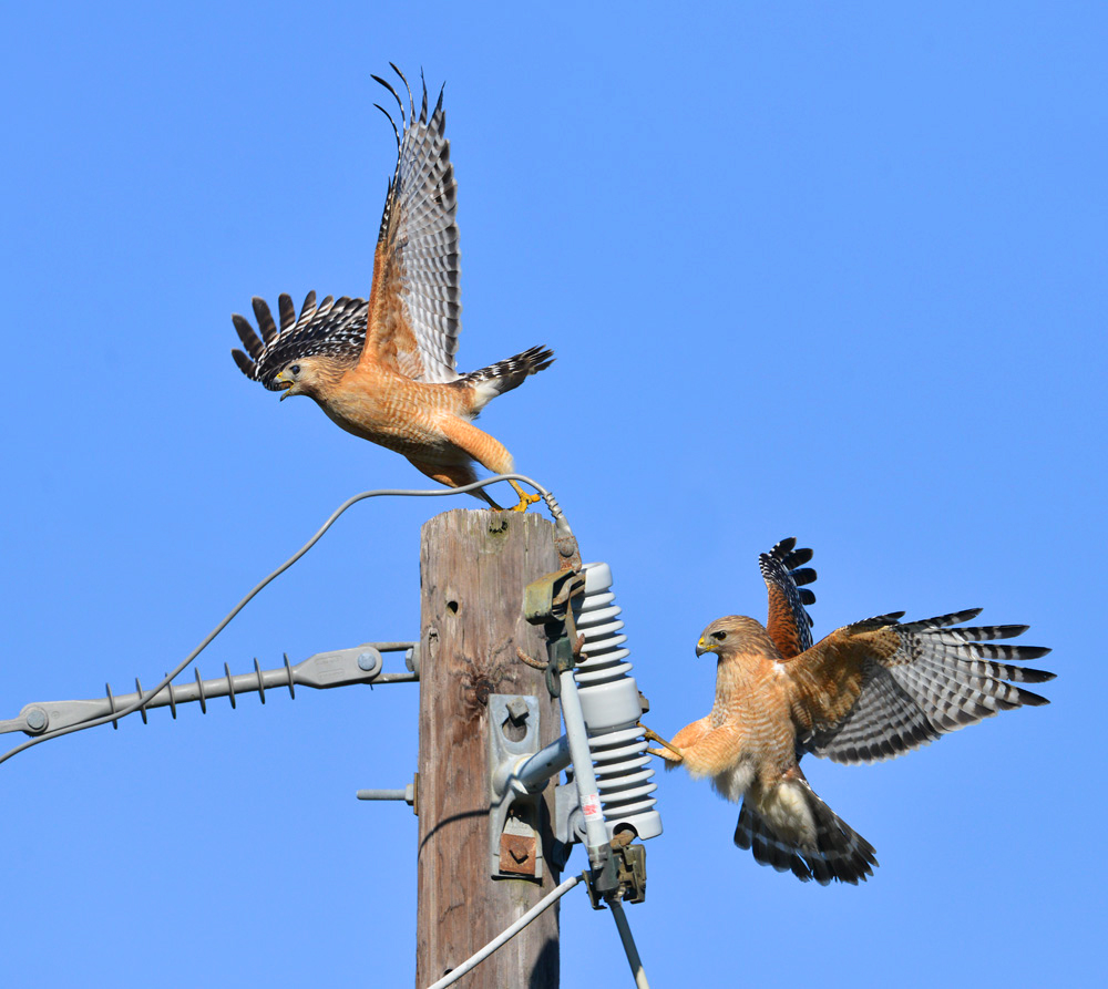 Red shouldered hawks