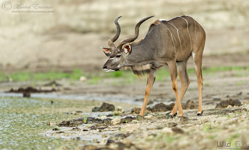 Weary Kudu