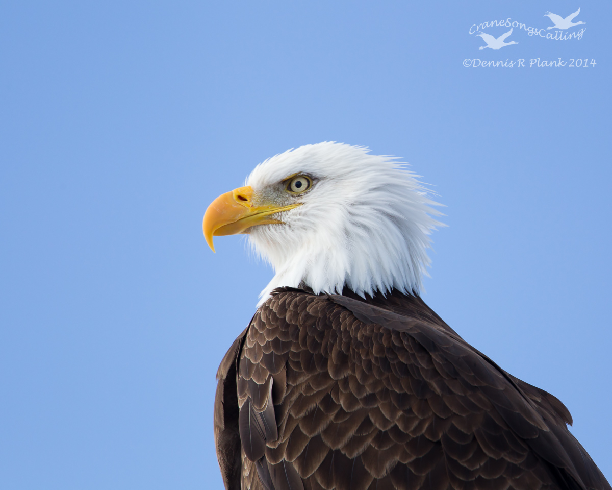 Simple Eagle Portrait
