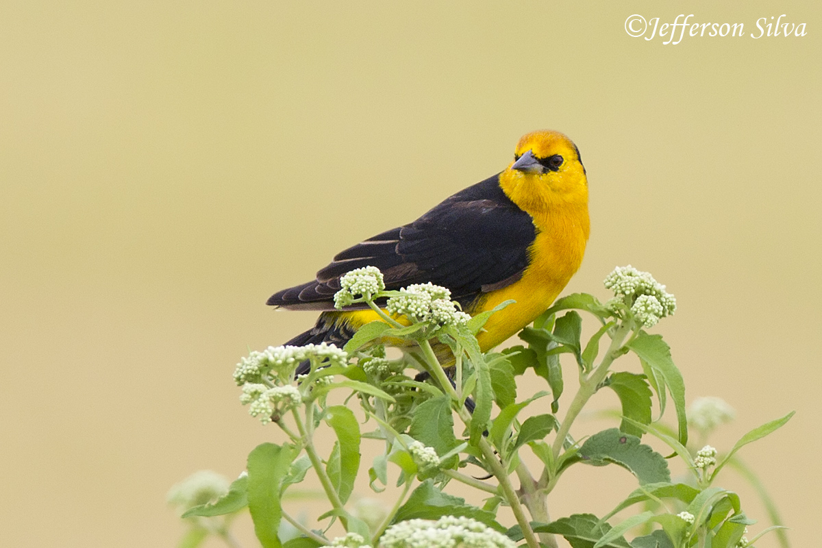 Saffron-cowled Blackbird