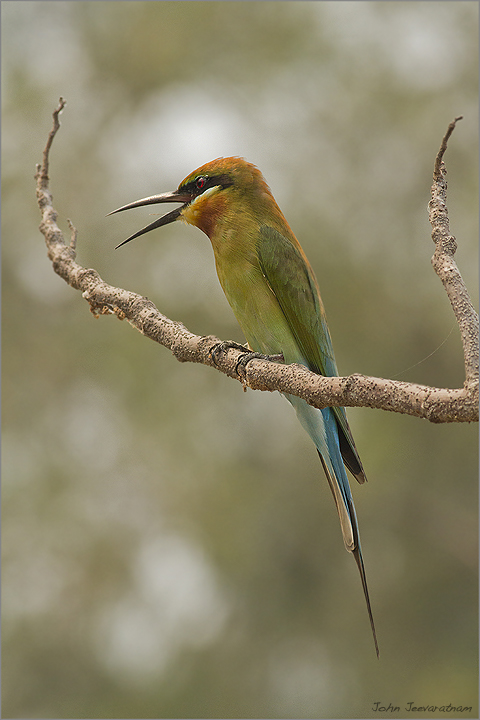 Blue-tailed Bee-eater