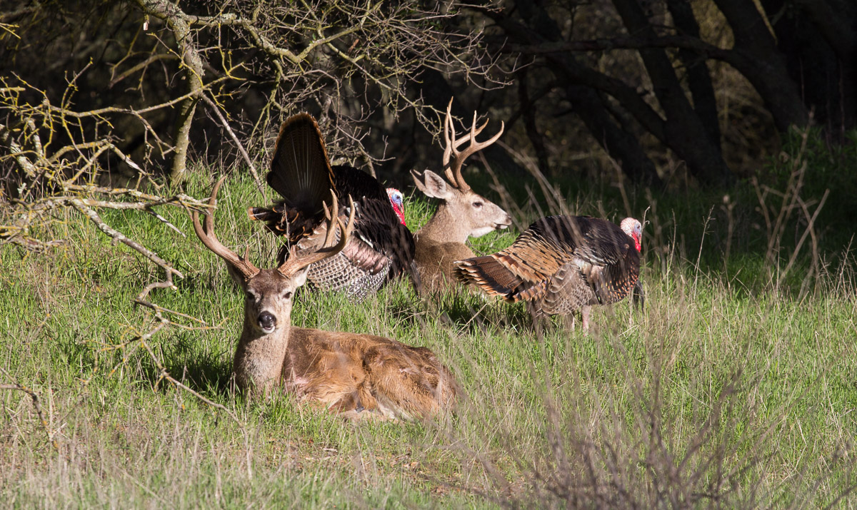 Breeding Males