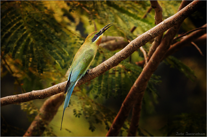 Blue-tailed Bee-eater