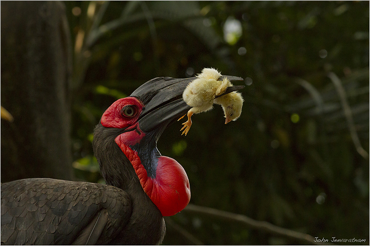Southern ground Hornbill