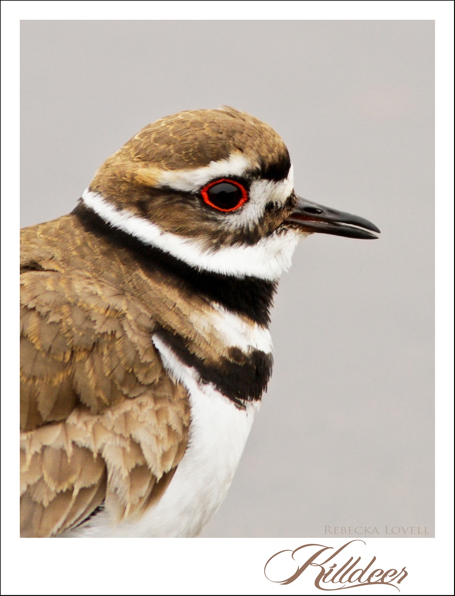 Killdeer Portrait