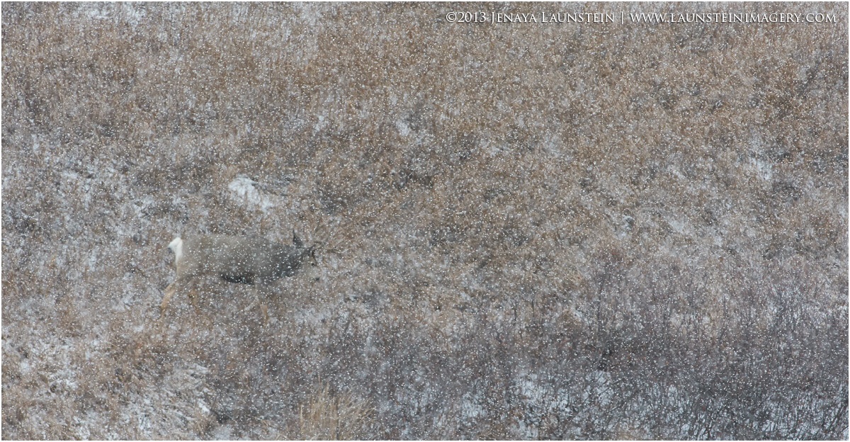 Snowflake Buck