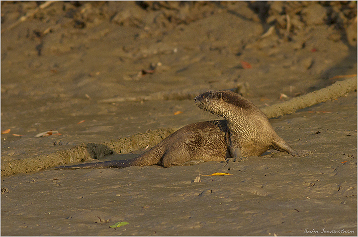 Asian River Otter