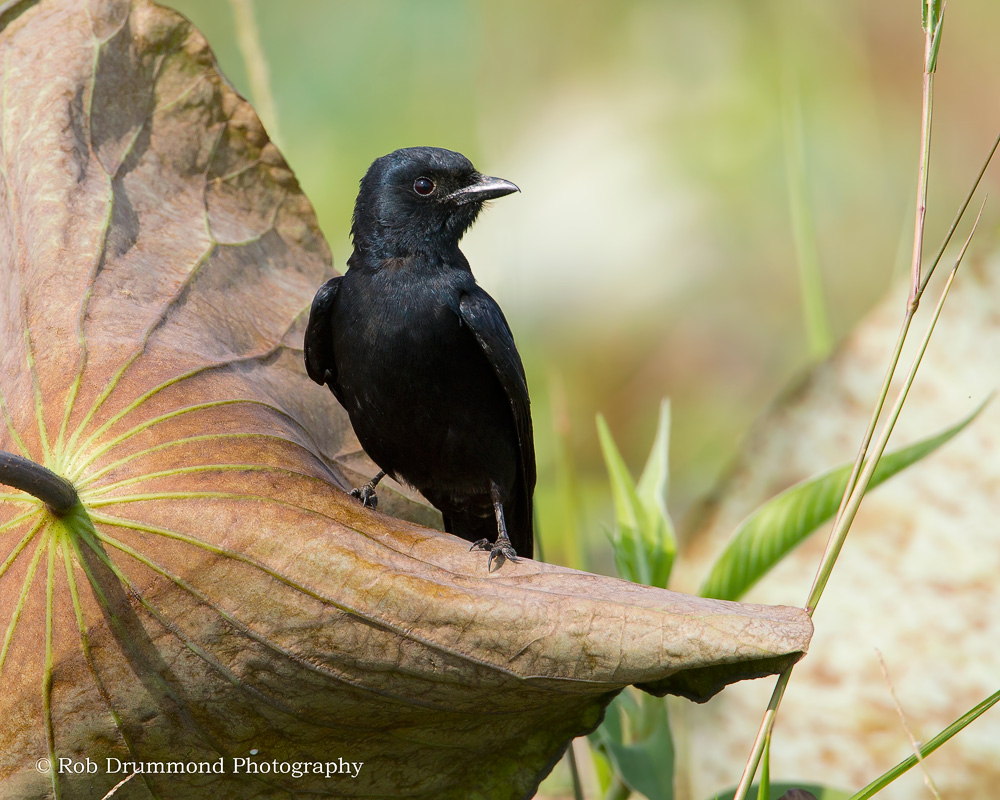 Black Drongo