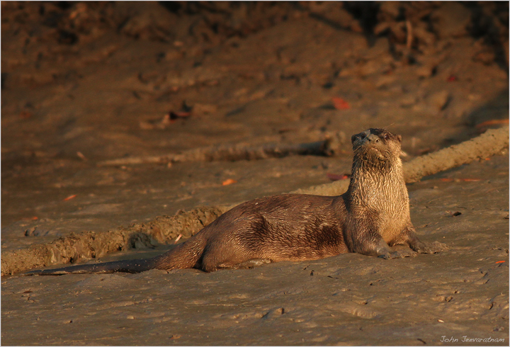 Asian River Otter take 2