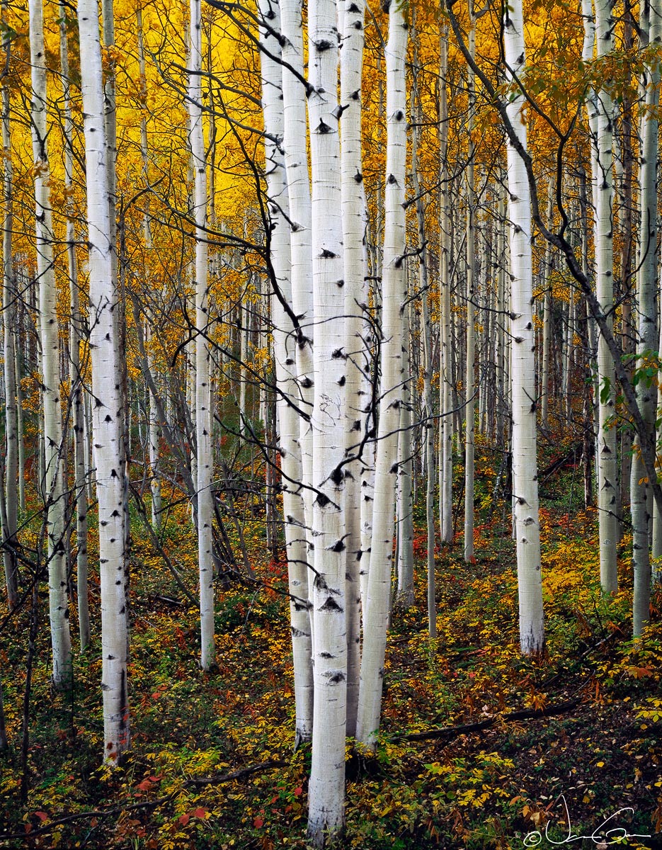 Autumn Aspens