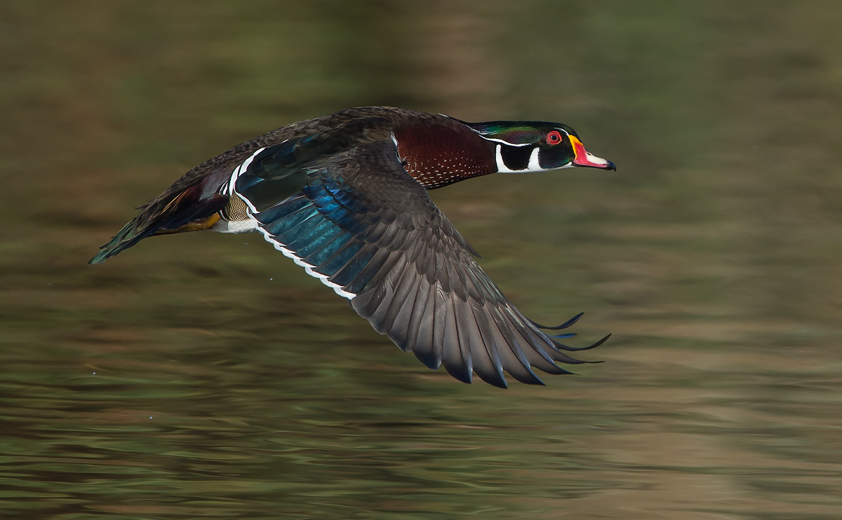 Male Wood Duck