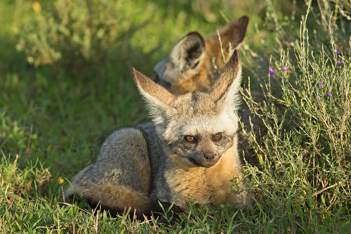 Bat Eared Fox