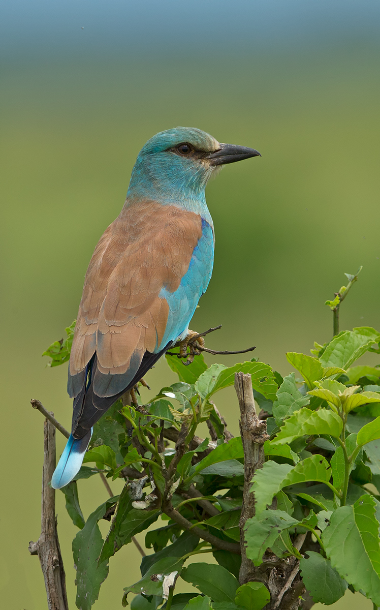 European Roller