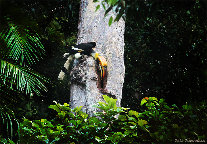Hornbill feeding
