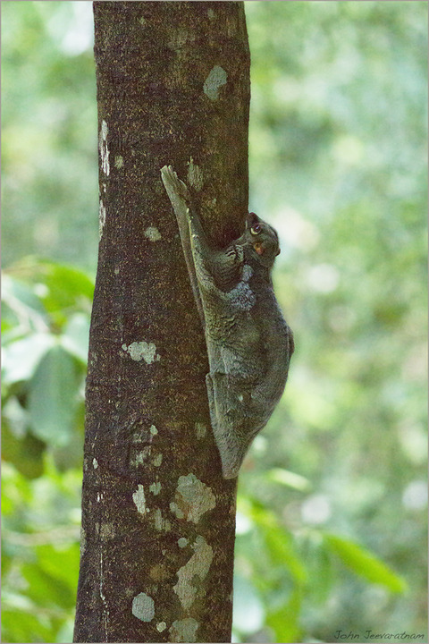Colugo, another view