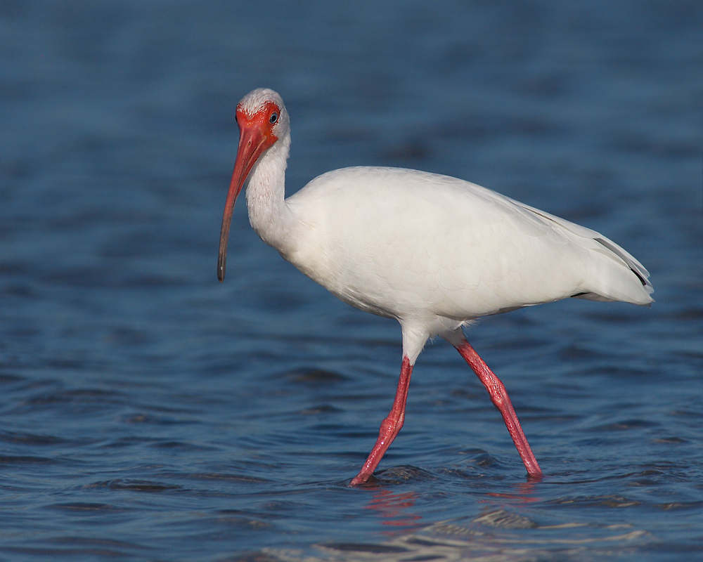 Adult White Ibis